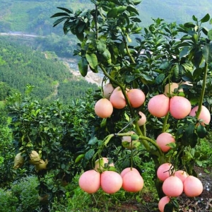 “红肉蜜柚”引种成功，俗称三红蜜柚